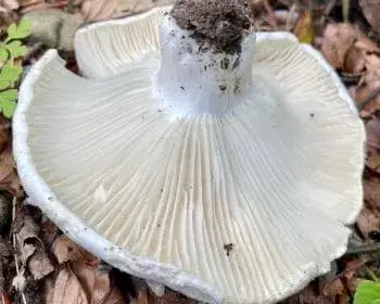 Entoloma-Ritterling
