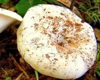 Entoloma-Ritterling