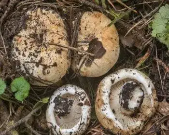 Entoloma-Ritterling