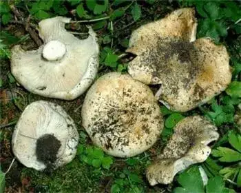 Entoloma-Ritterling