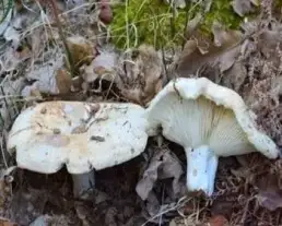Földtoló galambgomba