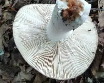 Heringstäubling