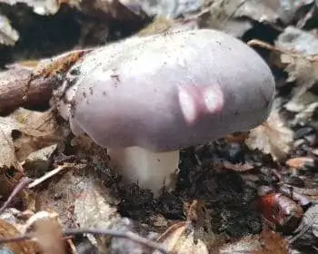 Heringstäubling