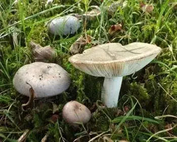 Heringstäubling