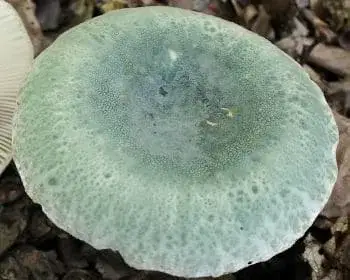 Greasy Green Brittlegill