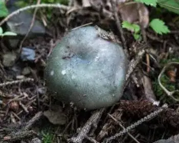 Greasy Green Brittlegill