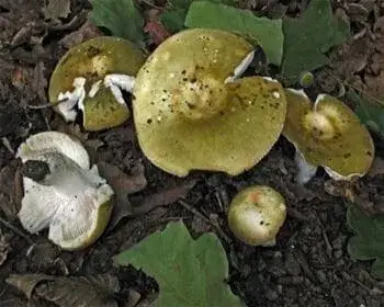 Greasy Green Brittlegill