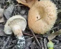 Fakó szőrgomba