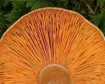 False Saffron Milkcap