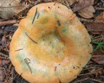 False Saffron Milkcap