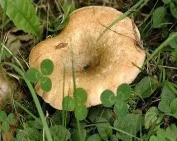 False Saffron Milkcap