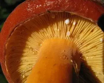 Weeping Milkcap
