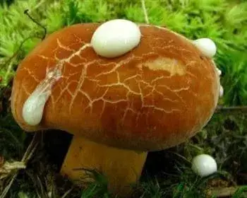 Weeping Milkcap