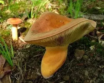 Weeping Milkcap