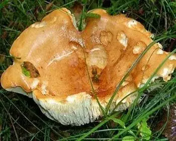 Weeping Milkcap