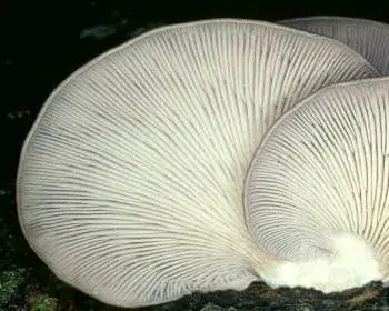 Austernseitling - Pleurotus ostreatus