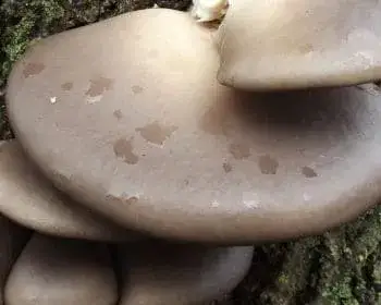 Austernseitling - Pleurotus ostreatus