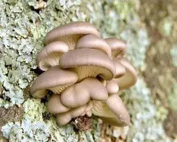 Austernseitling - Pleurotus ostreatus