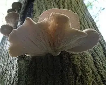 Austernseitling - Pleurotus ostreatus