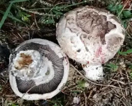 Sziki csiperke