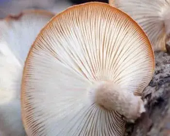 Shiitake Mushroom - Lentinula edodes