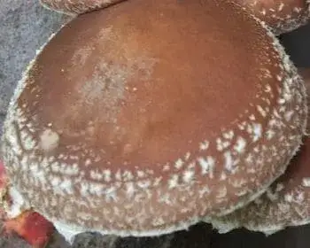 Shiitake Mushroom - Lentinula edodes
