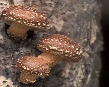 Shiitake Mushroom - Lentinula edodes