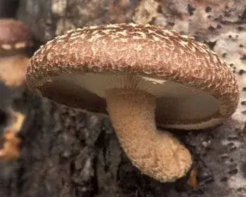 Shiitake Mushroom - Lentinula edodes