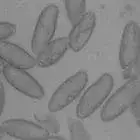 mushroom spore image