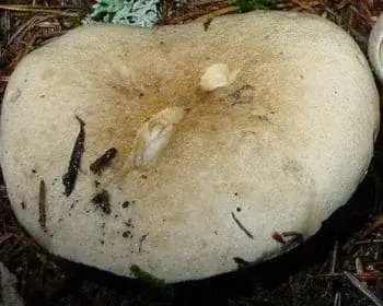 Bitter Bolete - Boletus calopus