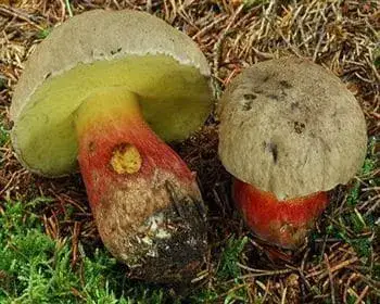 Bitter Bolete - Boletus calopus