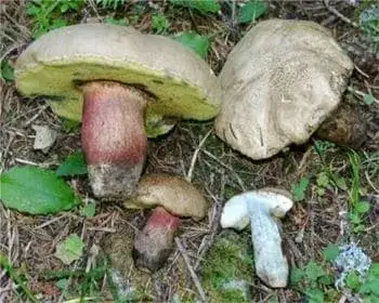 Bitter Bolete - Boletus calopus