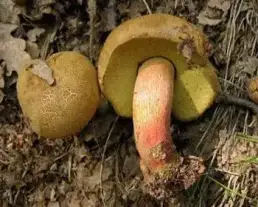 Farkastinóru