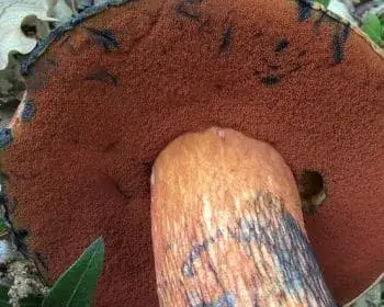 Lurid Bolete