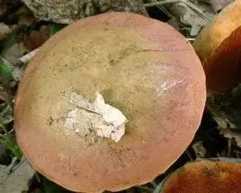 Lurid Bolete