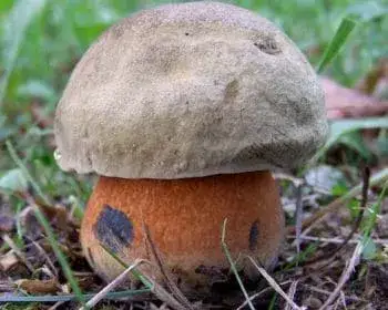 Lurid Bolete