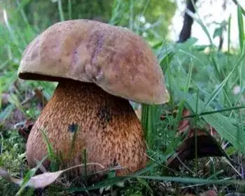 Lurid Bolete