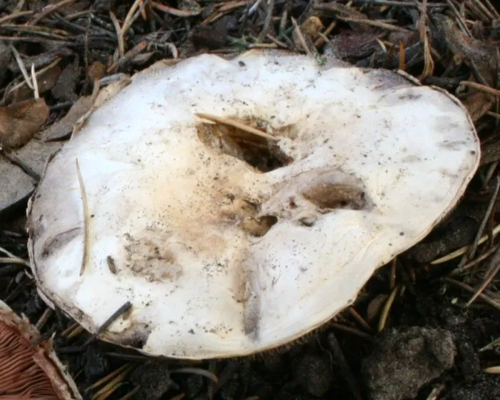 Schildförmiger Egerling