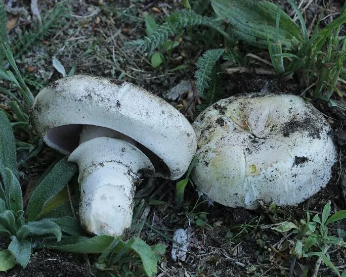Schildförmiger Egerling