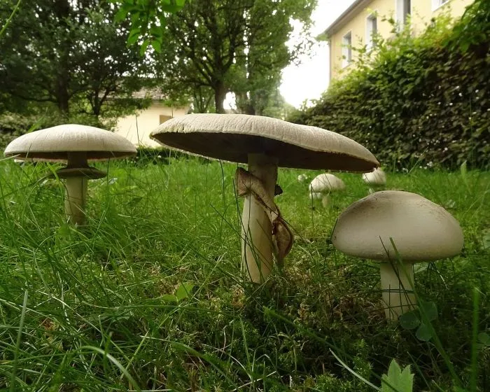 Schildförmiger Egerling