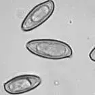 mushroom spore image