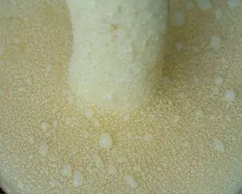 Granulated Bolete