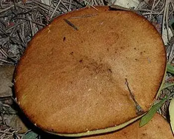 Granulated Bolete