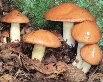 Granulated Bolete