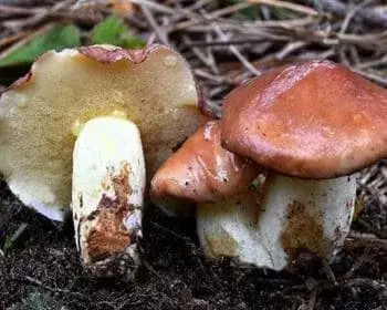 Granulated Bolete
