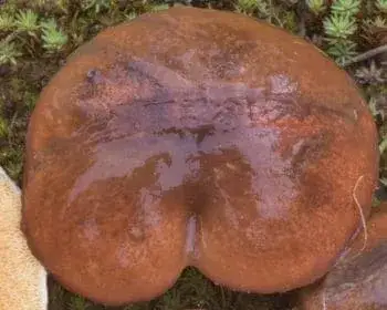 Butterpilz - Suillus luteus