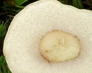 Epeízű tinóru - Tylopilus felleus