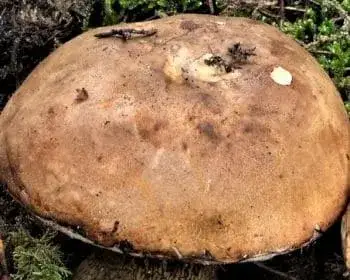 Epeízű tinóru - Tylopilus felleus
