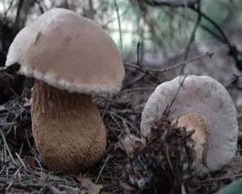 Epeízű tinóru - Tylopilus felleus