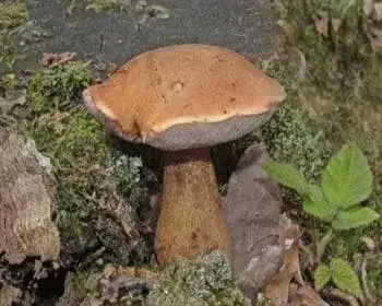 Epeízű tinóru - Tylopilus felleus